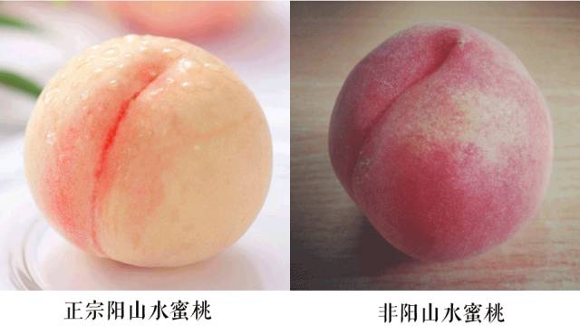 无锡阳山水蜜桃怎么辨别真假