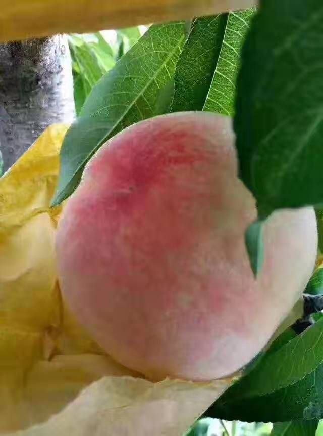 2019南汇水蜜桃上市时间？什么时候下市？